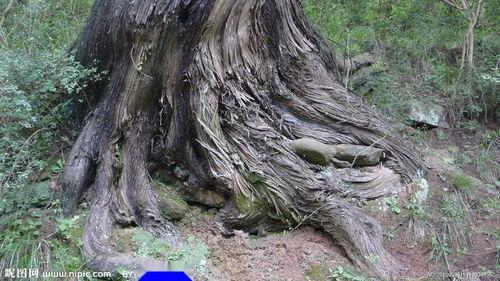 国产老树盘根视频