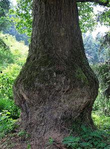 国产老树盘根视频