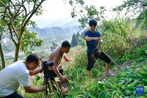 国产乡村短视频,国产乡村短视频魅力无限
